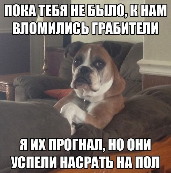 Прикольный мем с собачкой Прикольный мем с собачкой