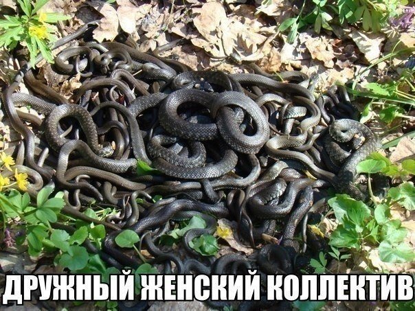 Дружный женский коллектив Дружный женский коллектив
