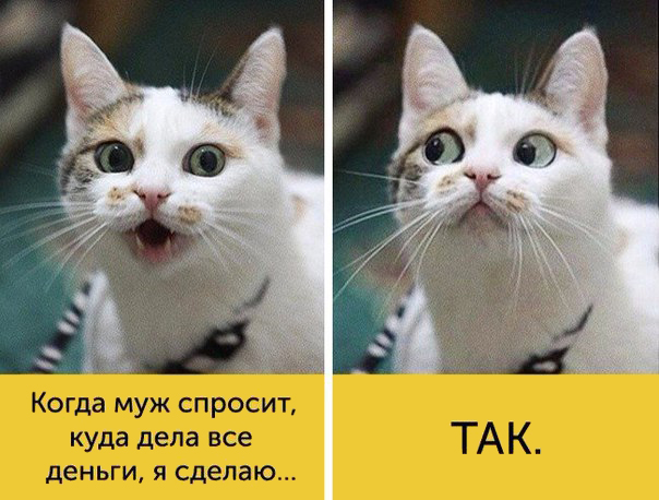 мимика котиков