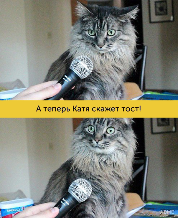 мимика котиков