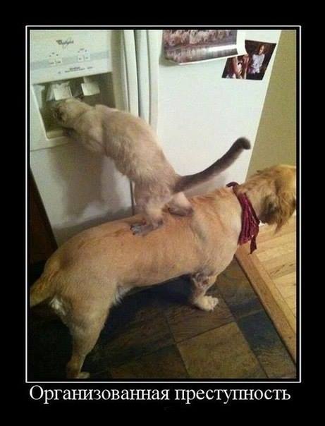 ����������� ��� �������������� ������������