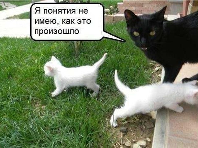 Смешные Коты Фото Приколы До Слез