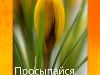 Поздравления на День защиты бездомных животных в стихах Поздравления на День защиты бездомных животных в стихах