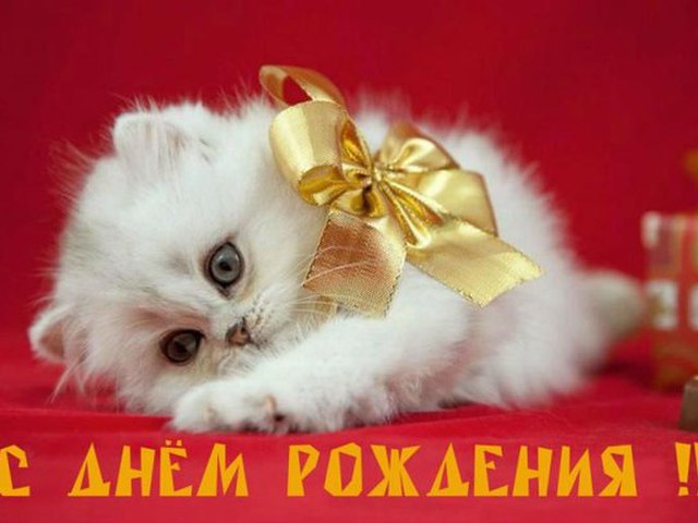 Открытки на день рождения котята Открытки на день рождения котята