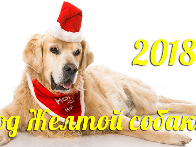 Проекты | Год собаки 2018 Проекты | Год собаки 2018