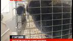 Бізнес на кроликах принесе 2 мільйони прибутку