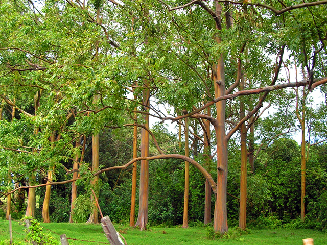 Абстракция природы: радужный эвкалипт на острове Минданао (фото)