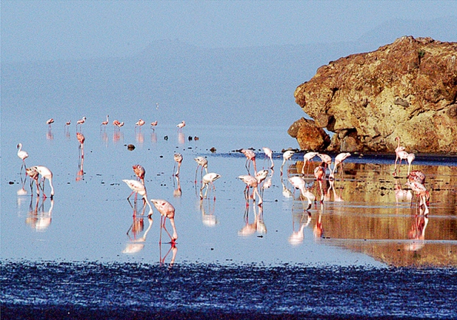 Озеро фламинго: сон наяву (фото)