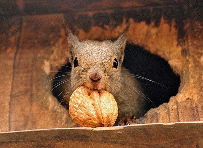 Ореховый Спас 2016 год - 29 августа