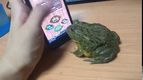 Жаба, айфон и виртуальные муравьи