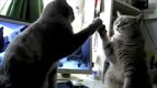 Кошачьи ладушки