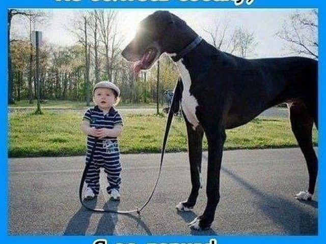 Собака гуляет с мальчиком