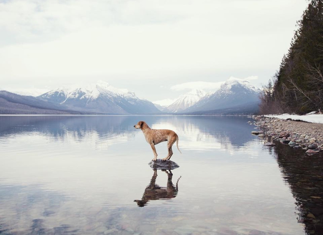 Неймовірні пригоди собаки-мандрівниці Медді по Америці