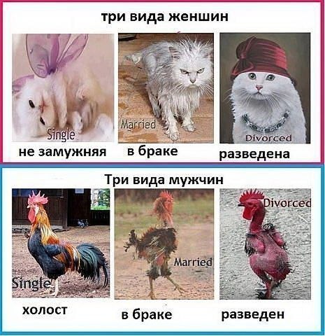 Картинки по запросу развод прикол