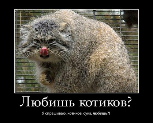Демотиваторы про котов