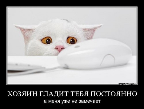 Демотиваторы про котов