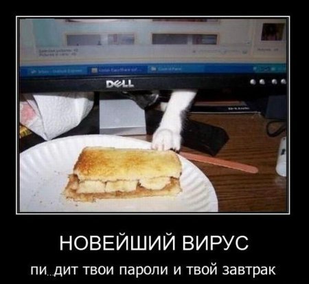 Демотиваторы про котов