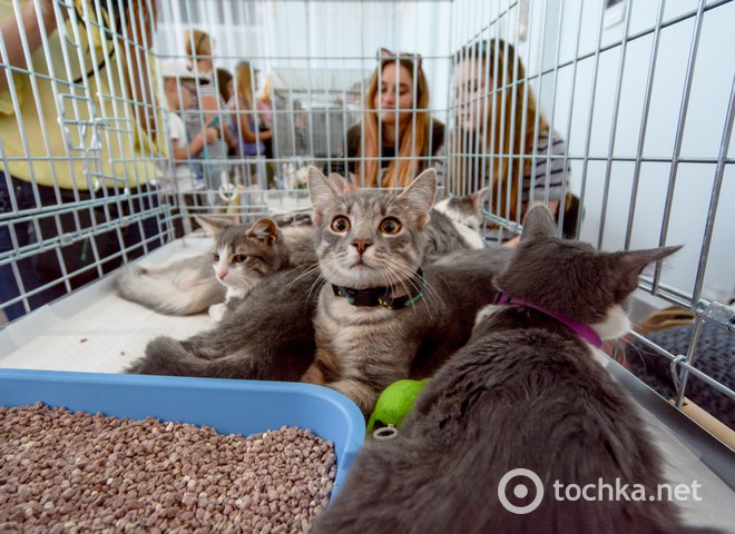 Твори добро: 43 кота знайшли нову домівку (фото)