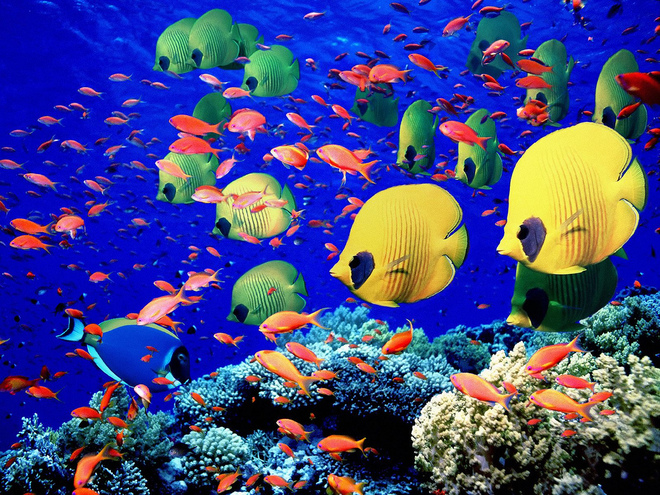Рыбы Красное море Египет