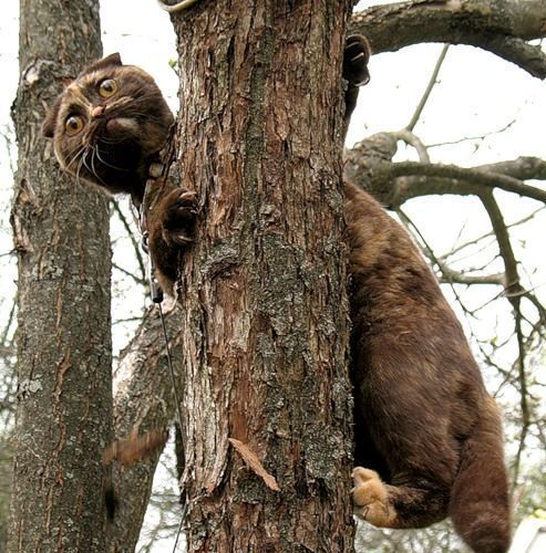 Смешные животные