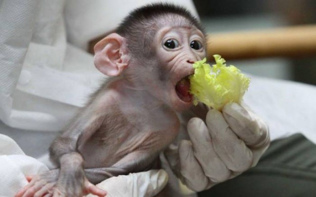 Самая няшная обезьянка в мире