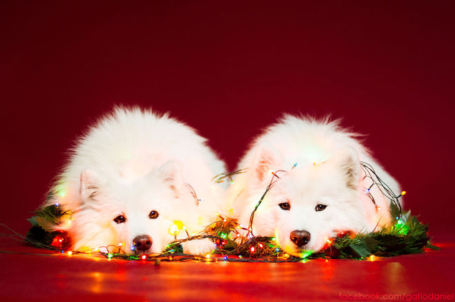 Рождество с собачками
