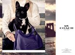 Собака Леди Гаги стала лицом бренда Coach Собака Леди Гаги стала лицом бренда Coach