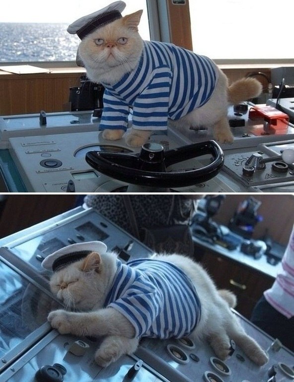 Капитанский котик. Вот такой вот кот ходит по палубе на атомном крейсере "Пётр Великий"