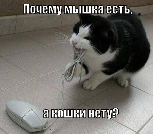 Прикольные котоматрицы