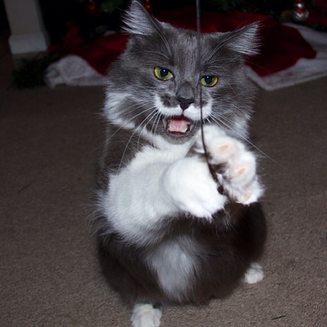 КотикиКотики