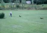 puppies_vs_boy