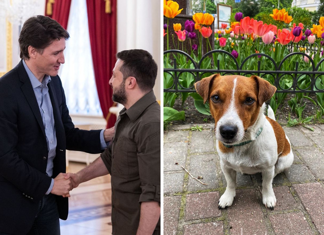 пес Патрон и Зеленский