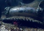 Подводный мир - Стреляющая креветка