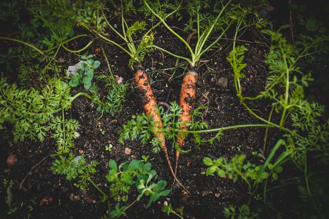 Як виростити моркву на балконі