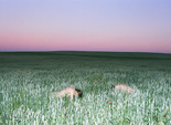 Работы украинских фотографов Synchrodogs