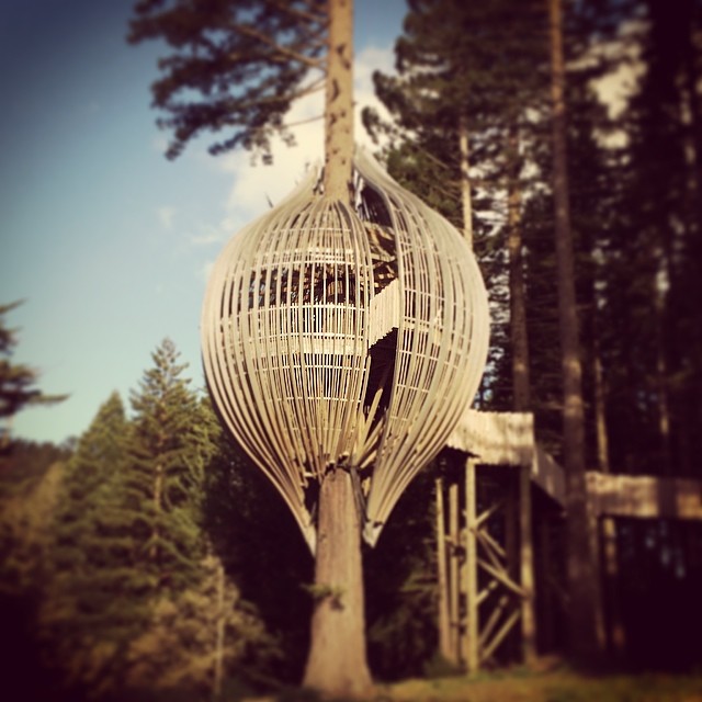 10 самых оригинальных ресторанов мира: Redwoods Treehouse. Окленд, Новая Зеландия