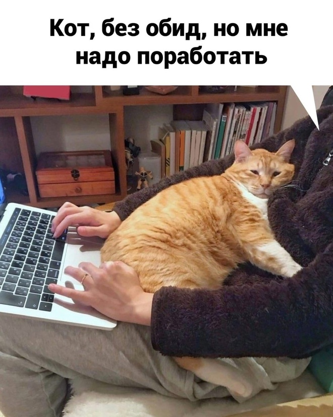 Котик и работа