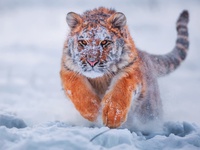 Тигр у снігу