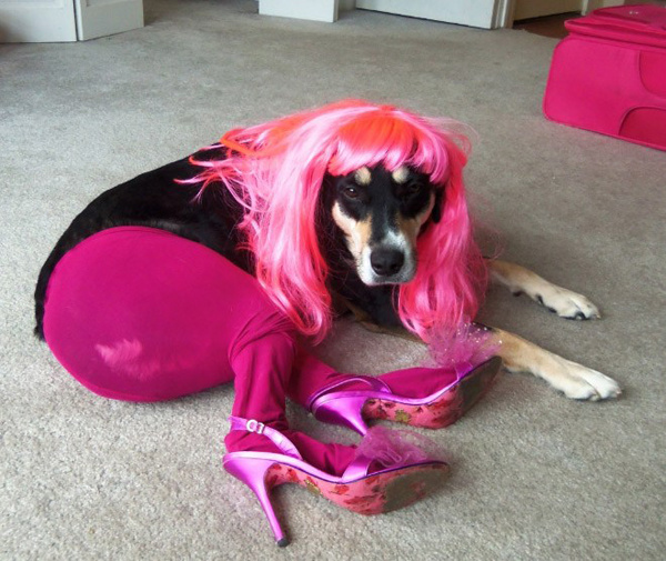 Мой хозяин - идиот!