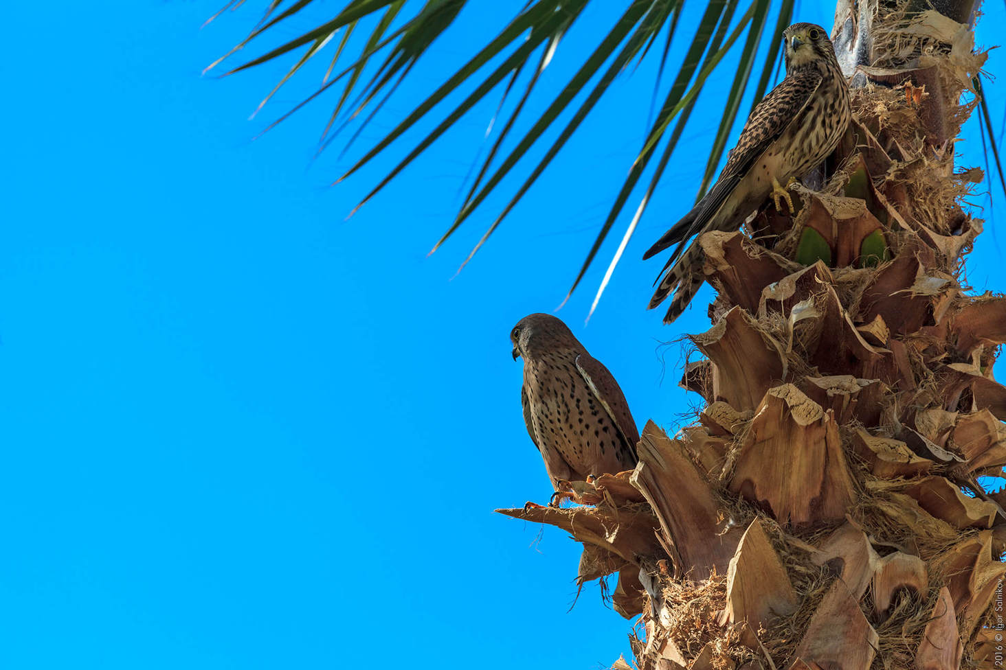 Египет, отель Jaz Makadina