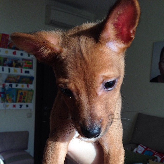 Кристина Асмус