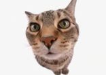 Kitty said what???