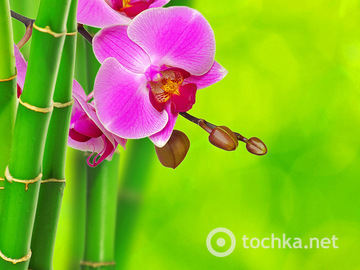 Капризное растение. Как поливать орхидею