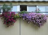 як прикрасити балкон квітами