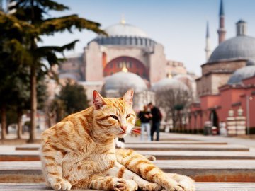 В Стамбуле появилась мечеть для котов