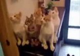Коты, следят