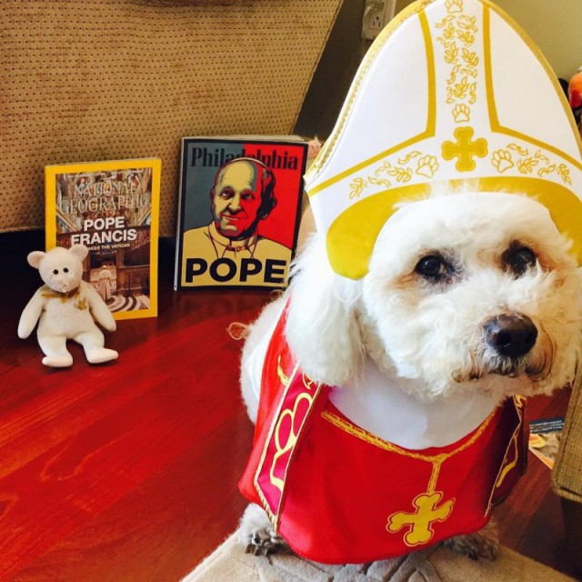 Мой хозяин - идиот! Собачки в костюмах Папы Римского
