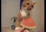 Кот наслаждается арбузом!