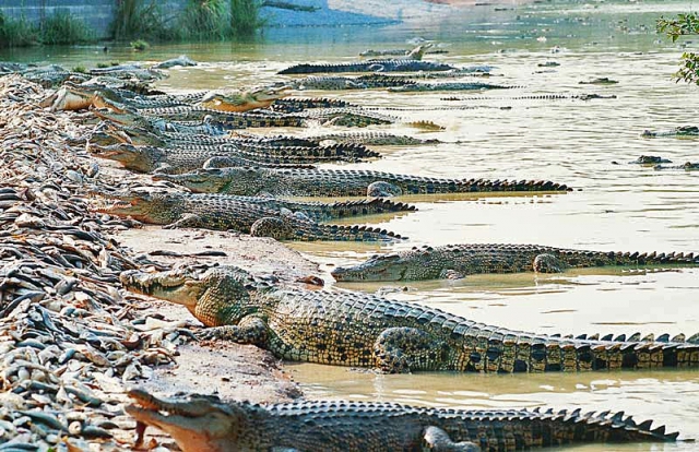 Шоу з крокодилами