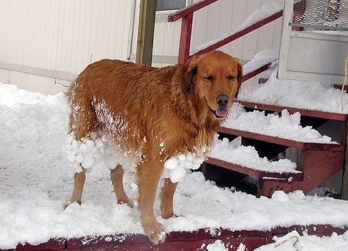 Собаки - жертвы снега